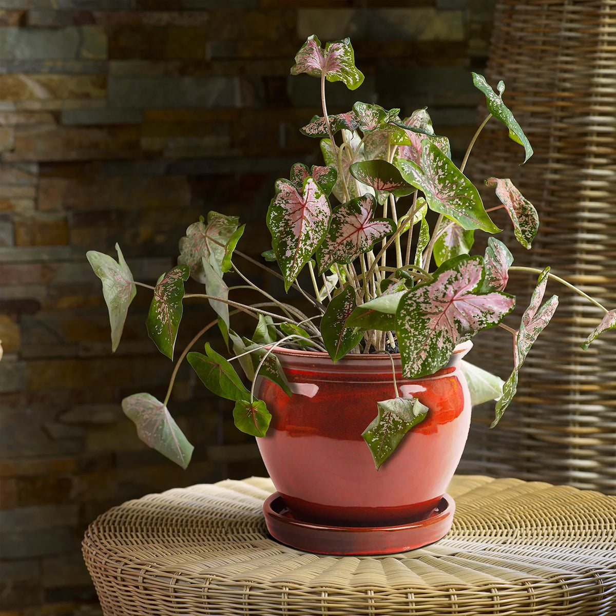 Southern Patio Wisteria 8" Round Ceramic Planter Pot with Saucer, (4 Pack)